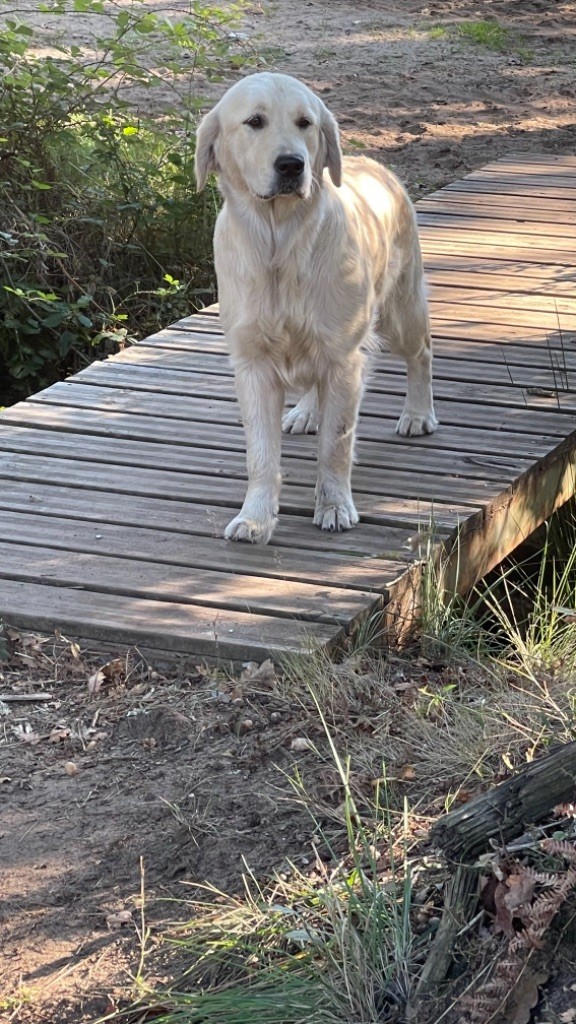 Rasta du haut de la Girauderie