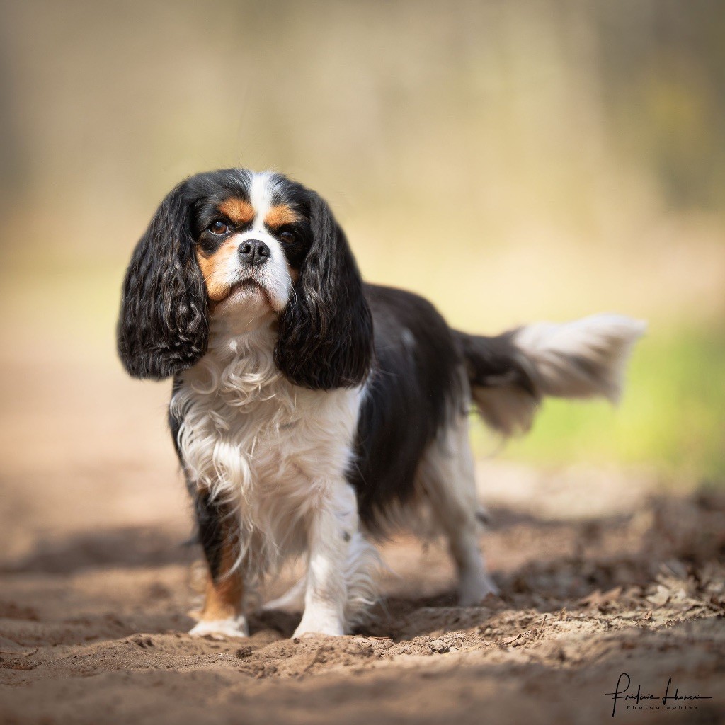 Olie des cavalier de corence