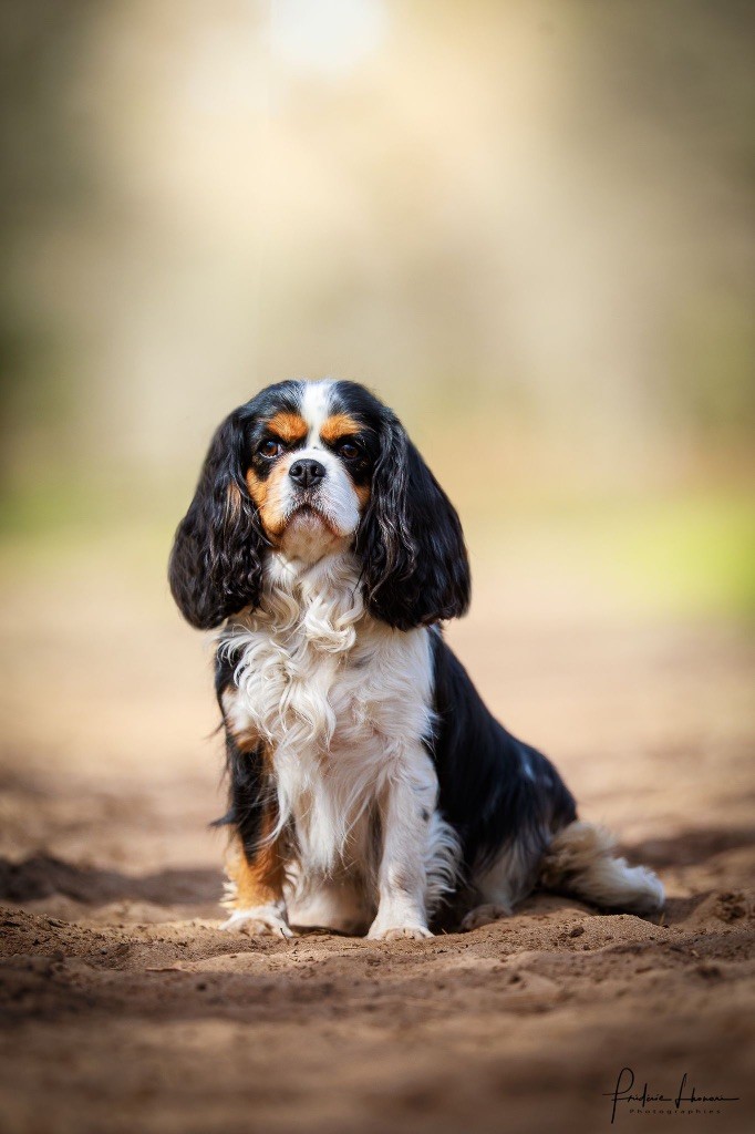 Olie des cavalier de corence