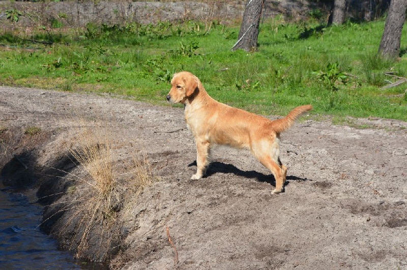 Izzy love du haut de la Girauderie