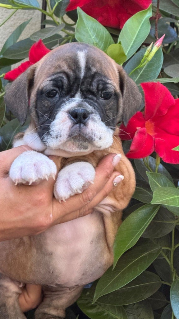 du haut de la Girauderie - Chiot disponible  - Bulldog continental