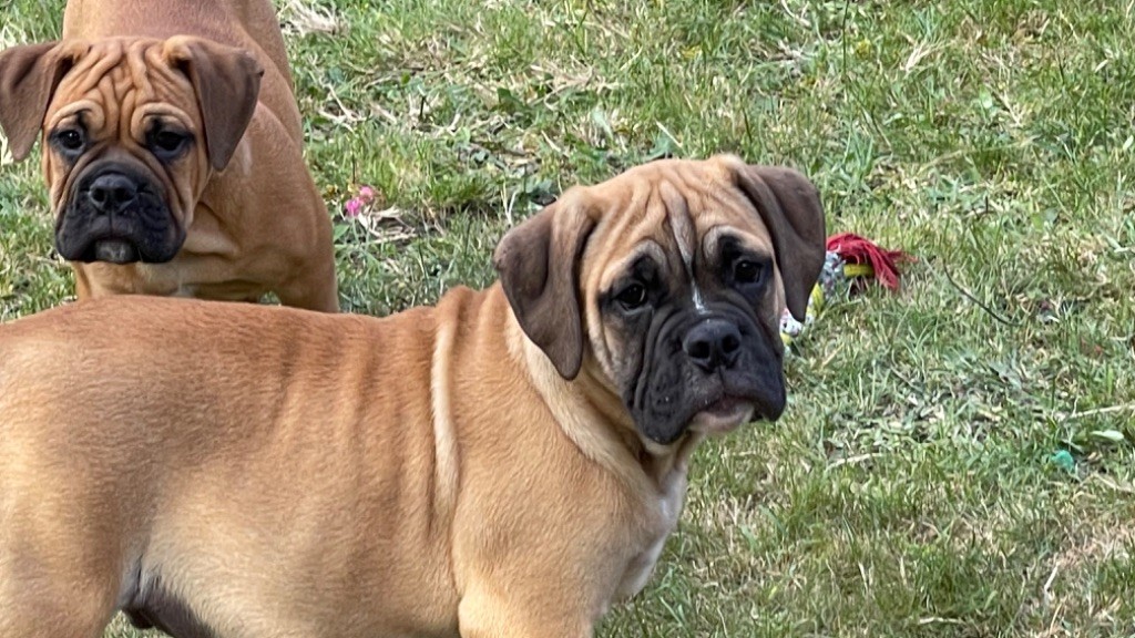 du haut de la Girauderie - Chiot disponible  - Bulldog continental