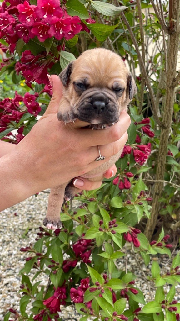 du haut de la Girauderie - Chiot disponible  - Bulldog continental