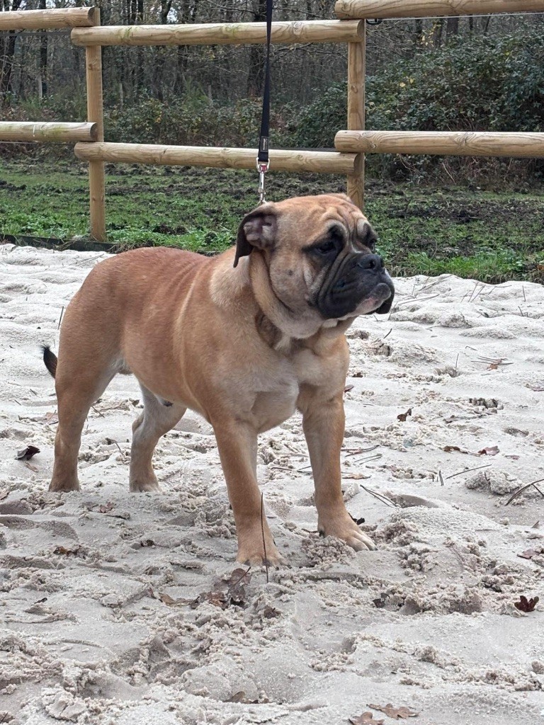 du haut de la Girauderie - Chiot disponible  - Bulldog continental