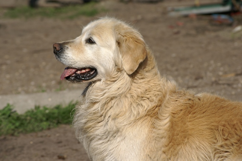 Sherwood of Chelsea Garden