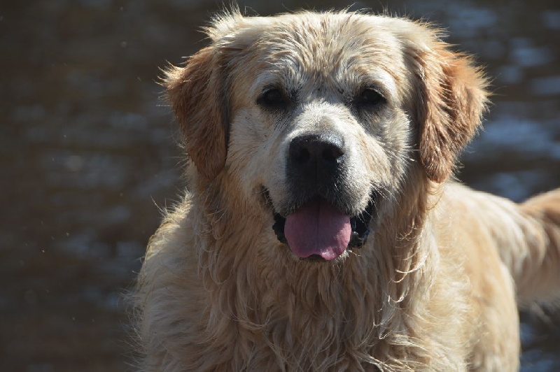 Demon du haut de la Girauderie