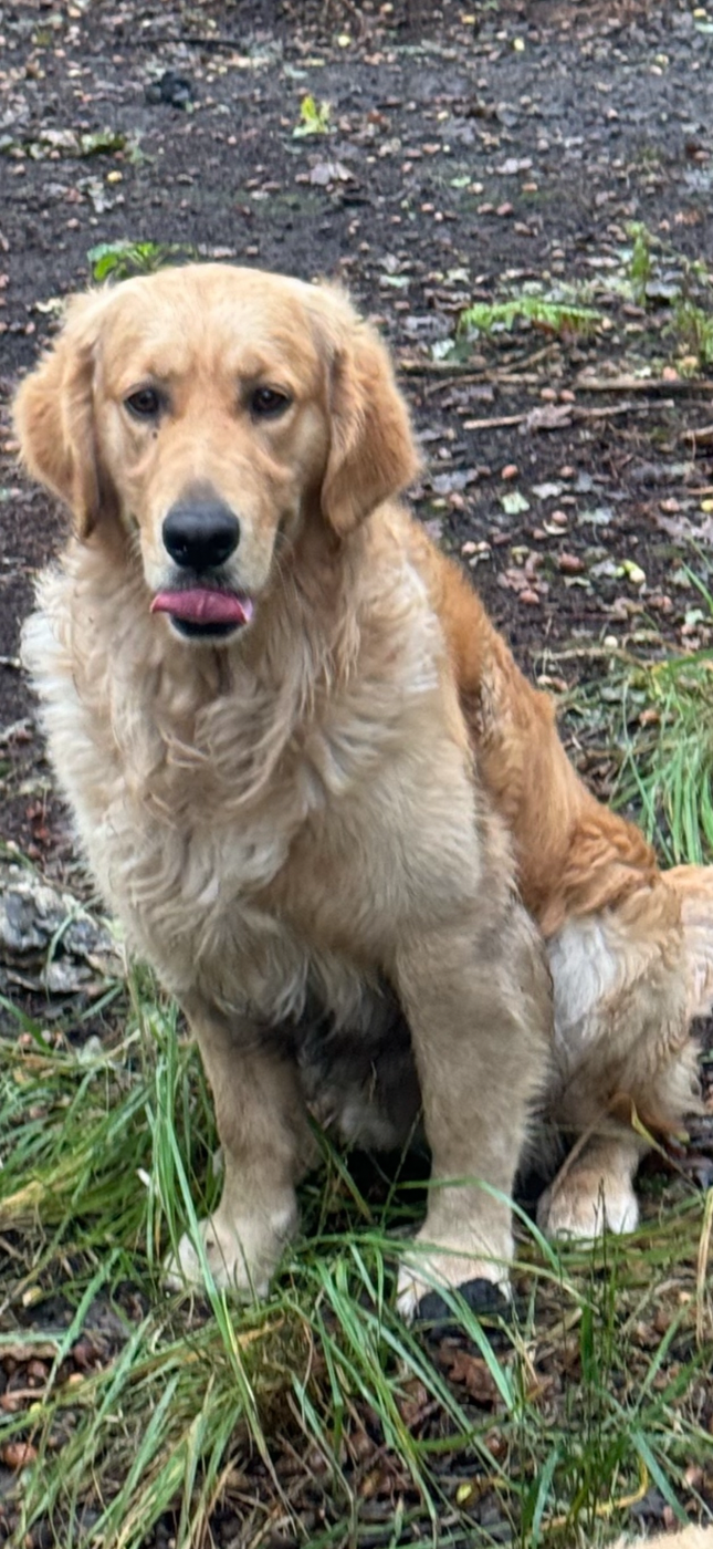 Uno dit upper De La Vallée Des Golden D'Or