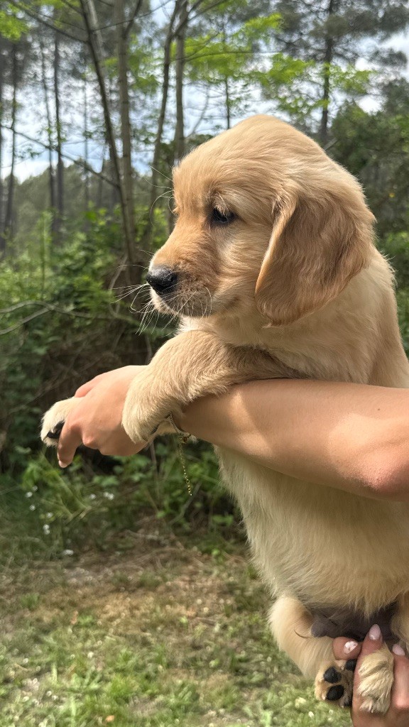 du haut de la Girauderie - Chiots disponibles - Golden Retriever