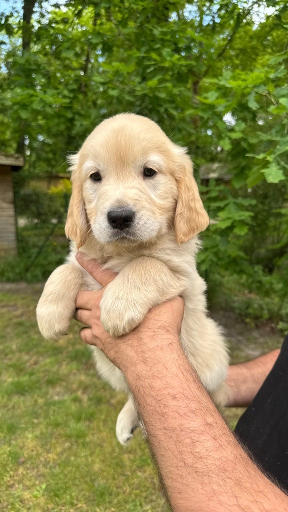 du haut de la Girauderie - Chiots disponibles - Golden Retriever