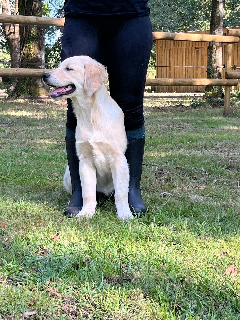 du haut de la Girauderie - Chiots disponibles - Golden Retriever