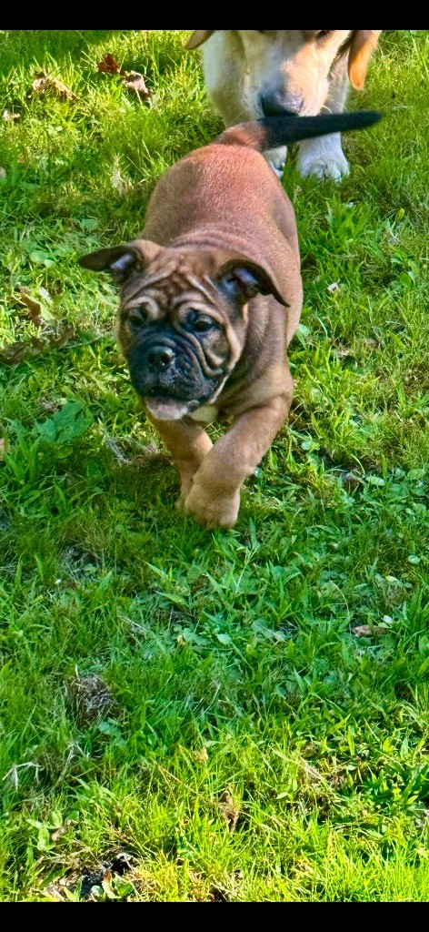 du haut de la Girauderie - Chiots disponibles - Bulldog continental
