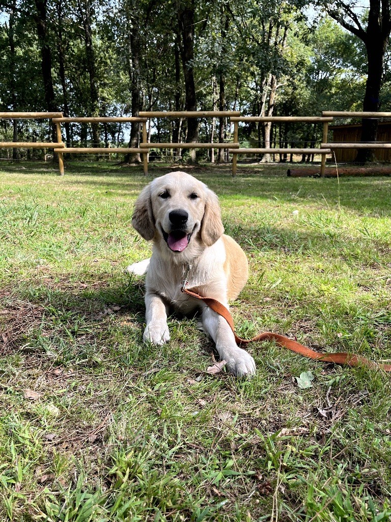 du haut de la Girauderie - Chiots disponibles - Golden Retriever