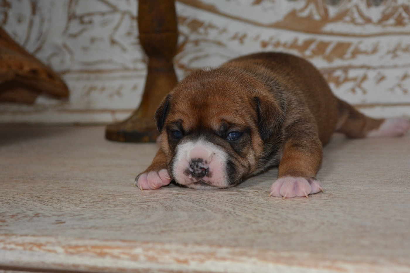 du haut de la Girauderie - Chiots disponibles - Bulldog continental