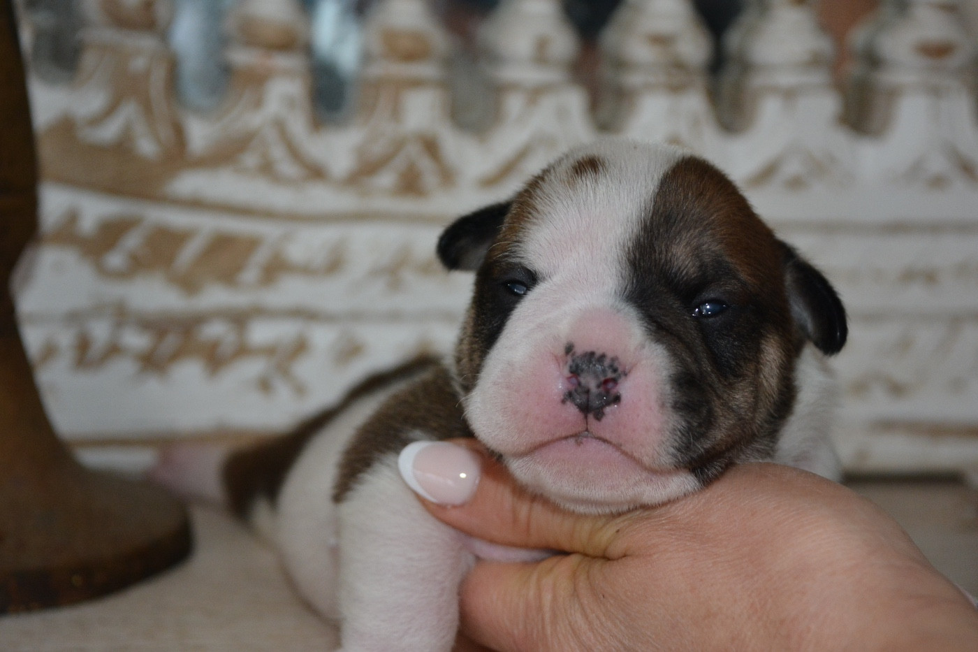 du haut de la Girauderie - Chiots disponibles - Bulldog continental