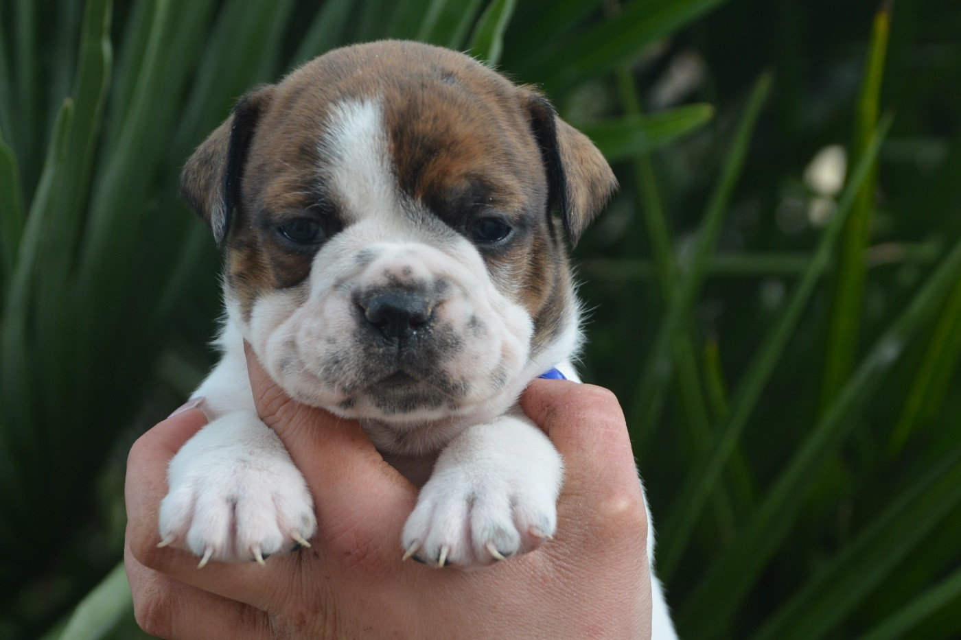 du haut de la Girauderie - Chiots disponibles - Bulldog continental