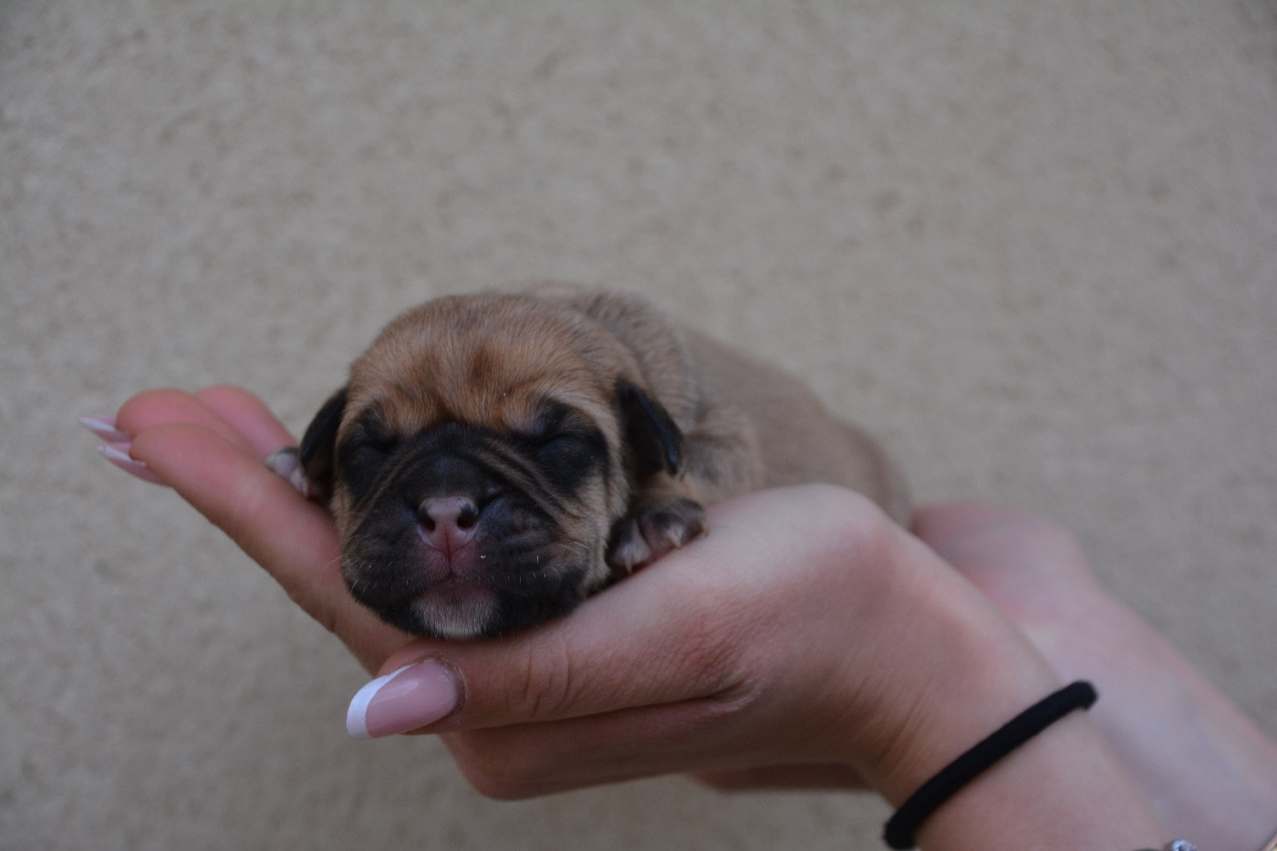 du haut de la Girauderie - Chiots disponibles - Bulldog continental