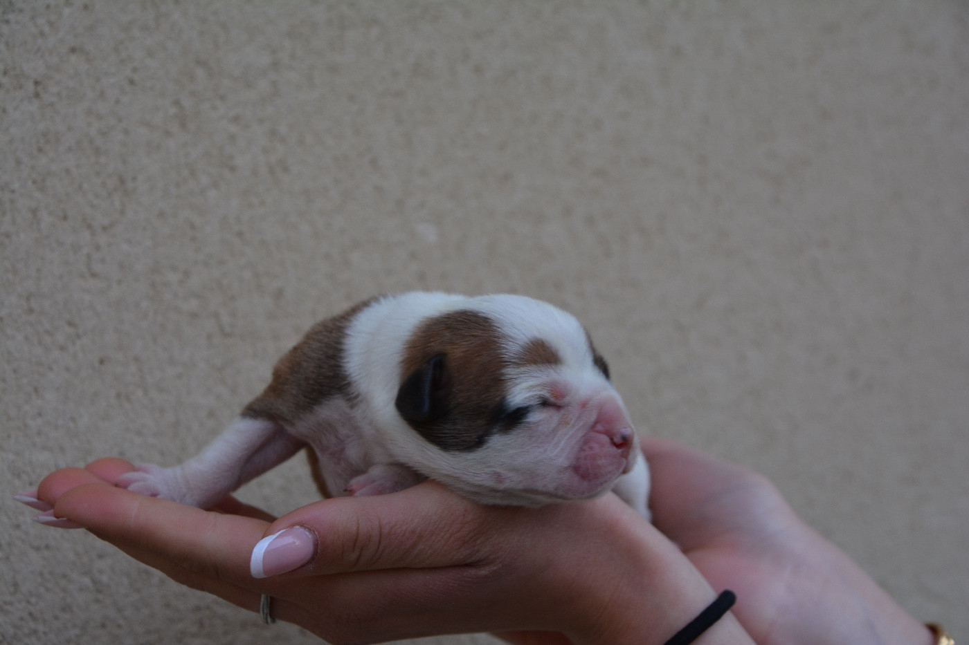 du haut de la Girauderie - Chiots disponibles - Bulldog continental