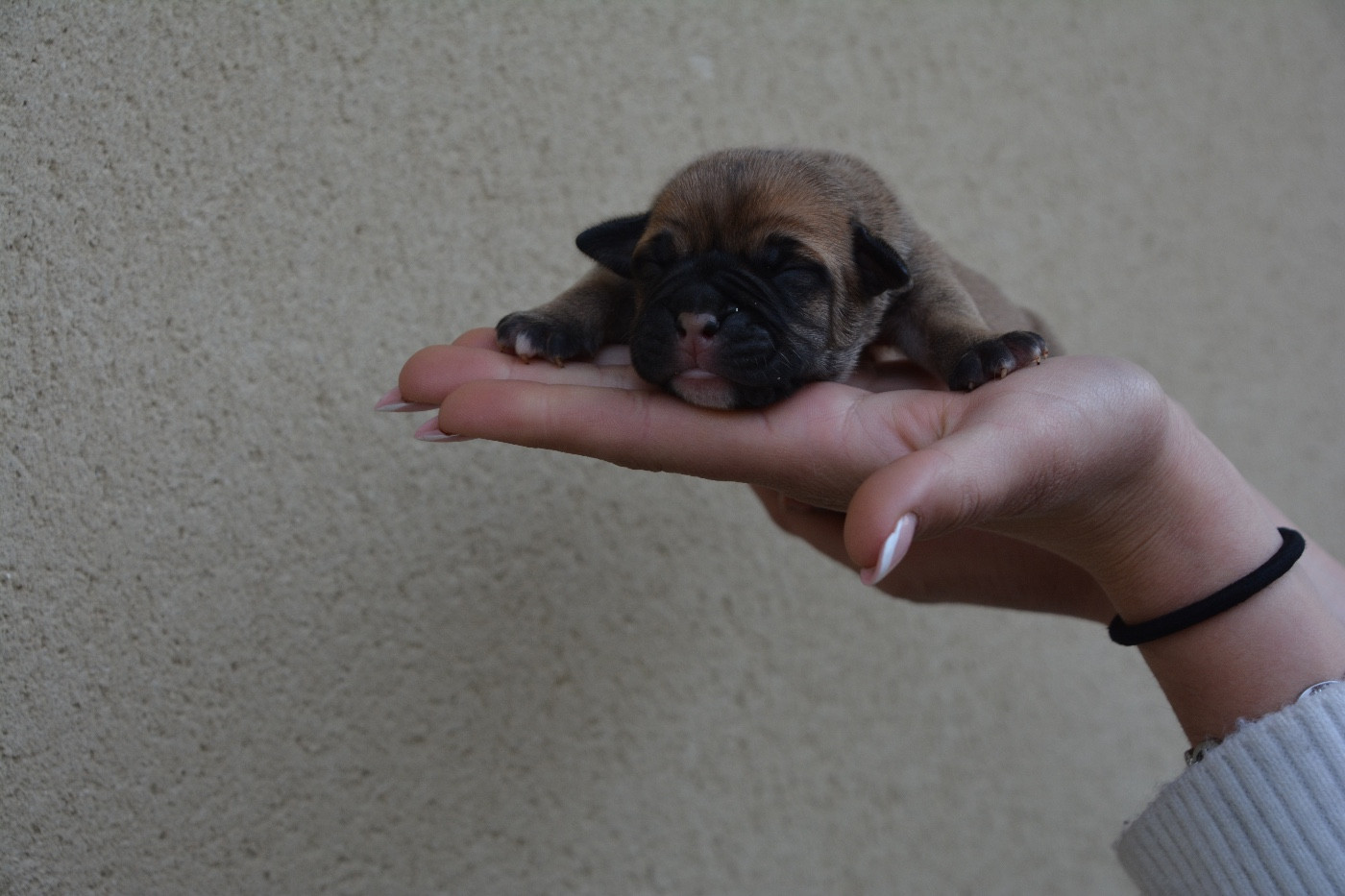 du haut de la Girauderie - Chiots disponibles - Bulldog continental