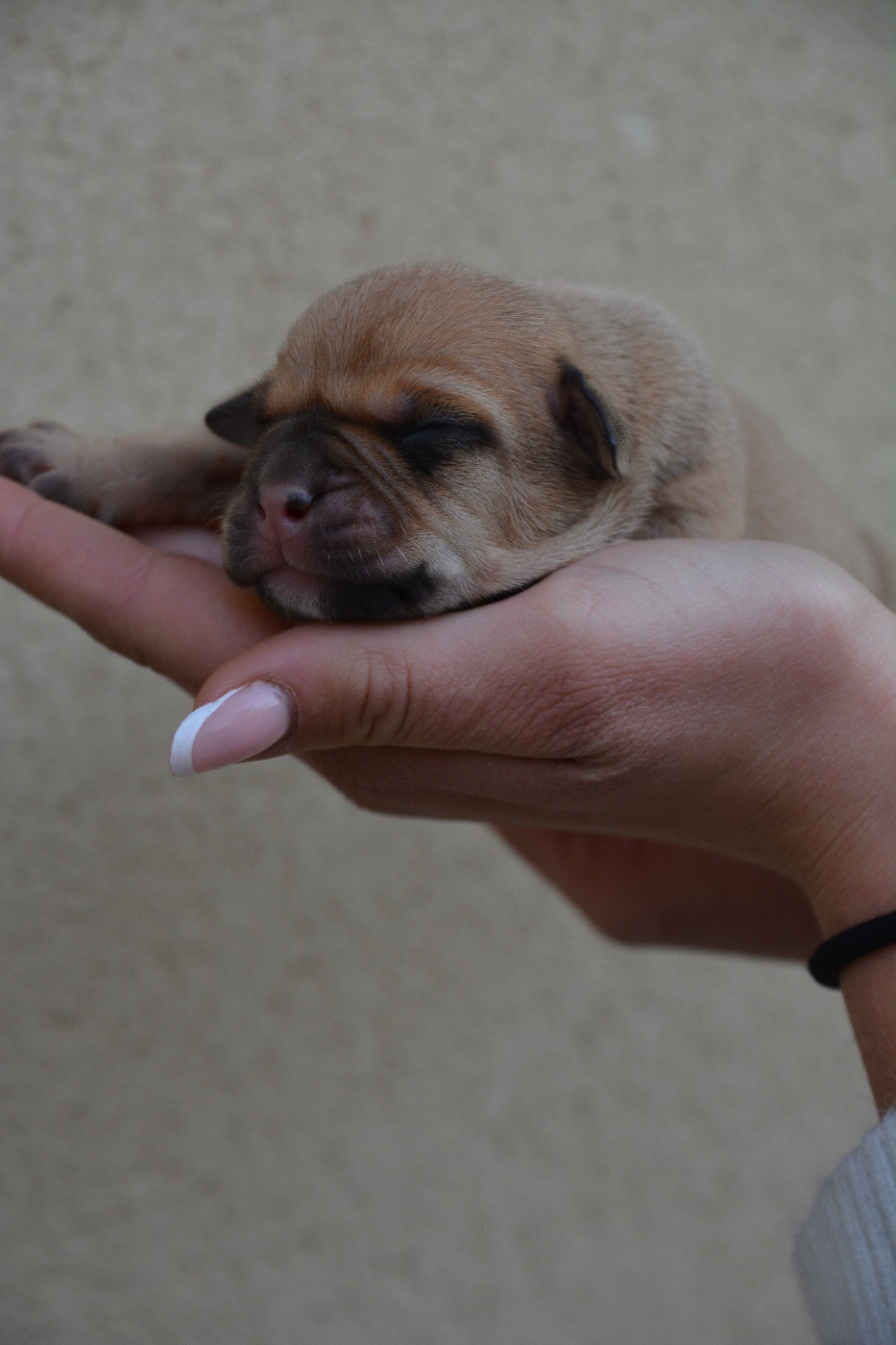 du haut de la Girauderie - Chiots disponibles - Bulldog continental