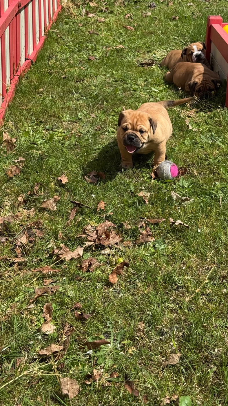 du haut de la Girauderie - Chiots disponibles - Bulldog continental