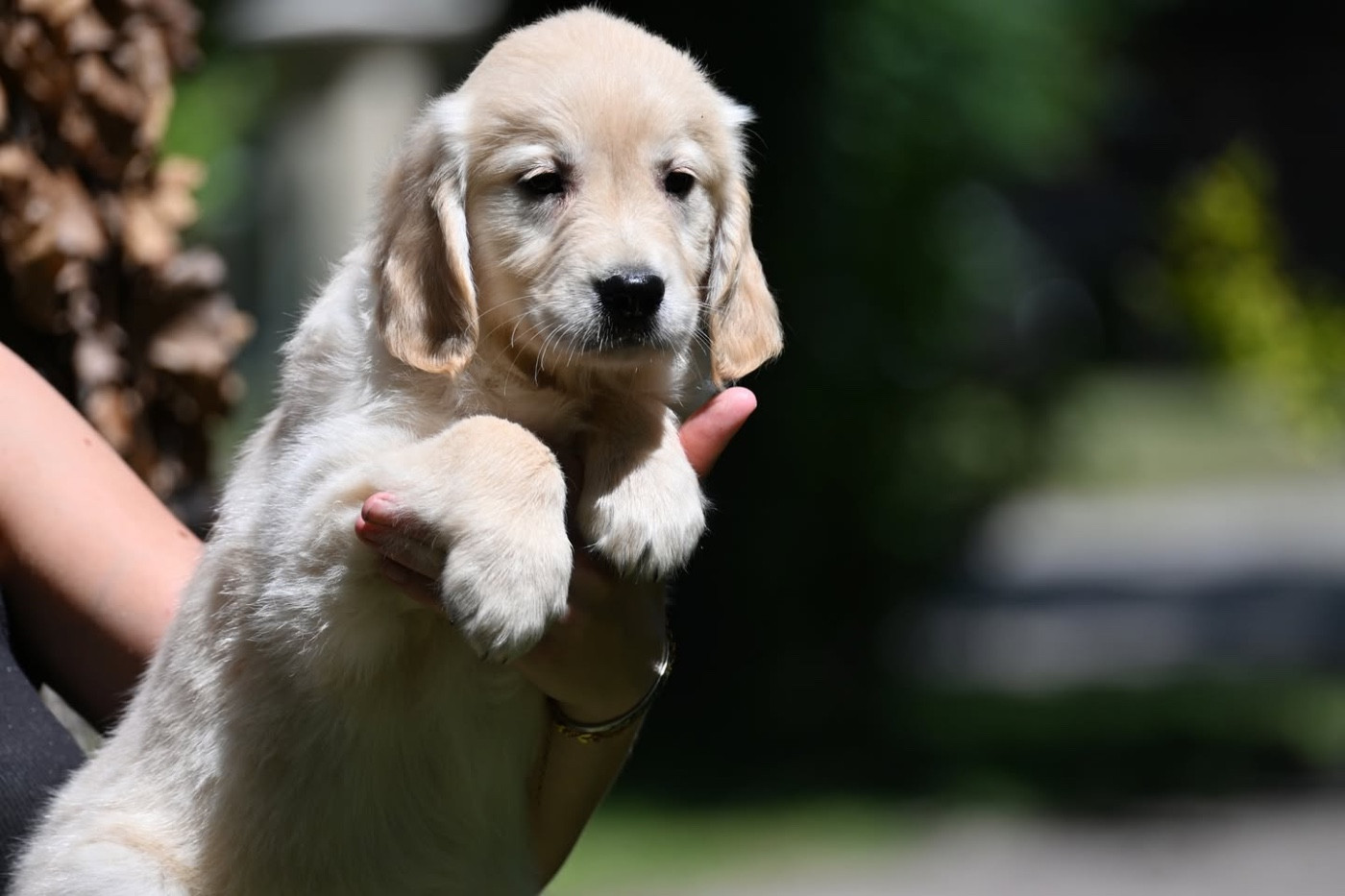 du haut de la Girauderie - Chiots disponibles - Golden Retriever