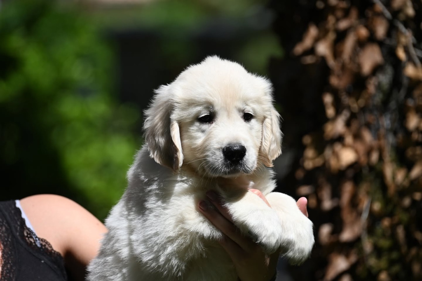 du haut de la Girauderie - Chiots disponibles - Golden Retriever