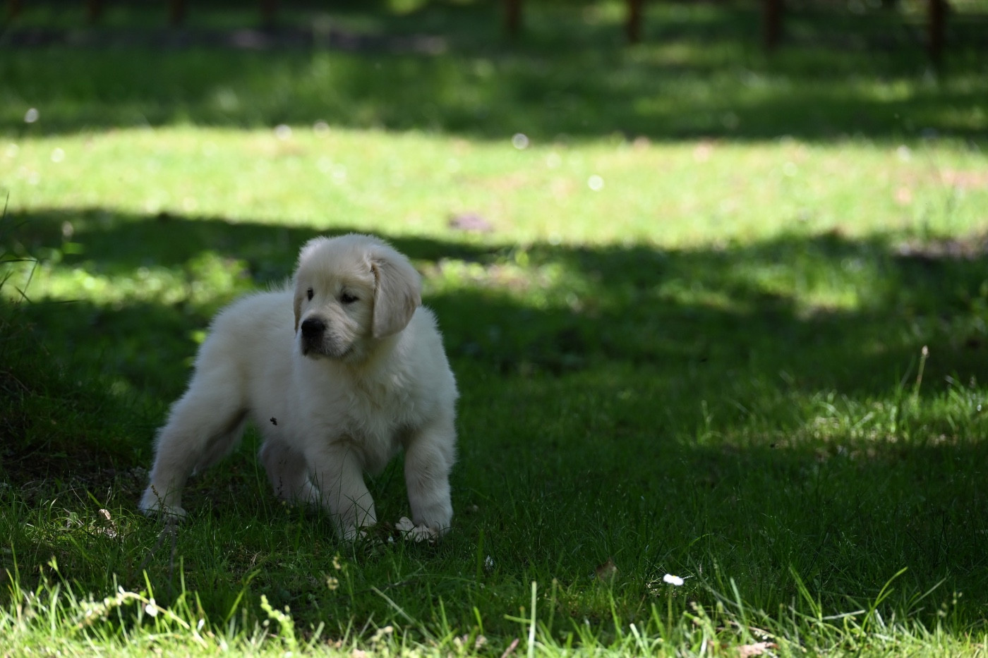 du haut de la Girauderie - Chiots disponibles - Golden Retriever