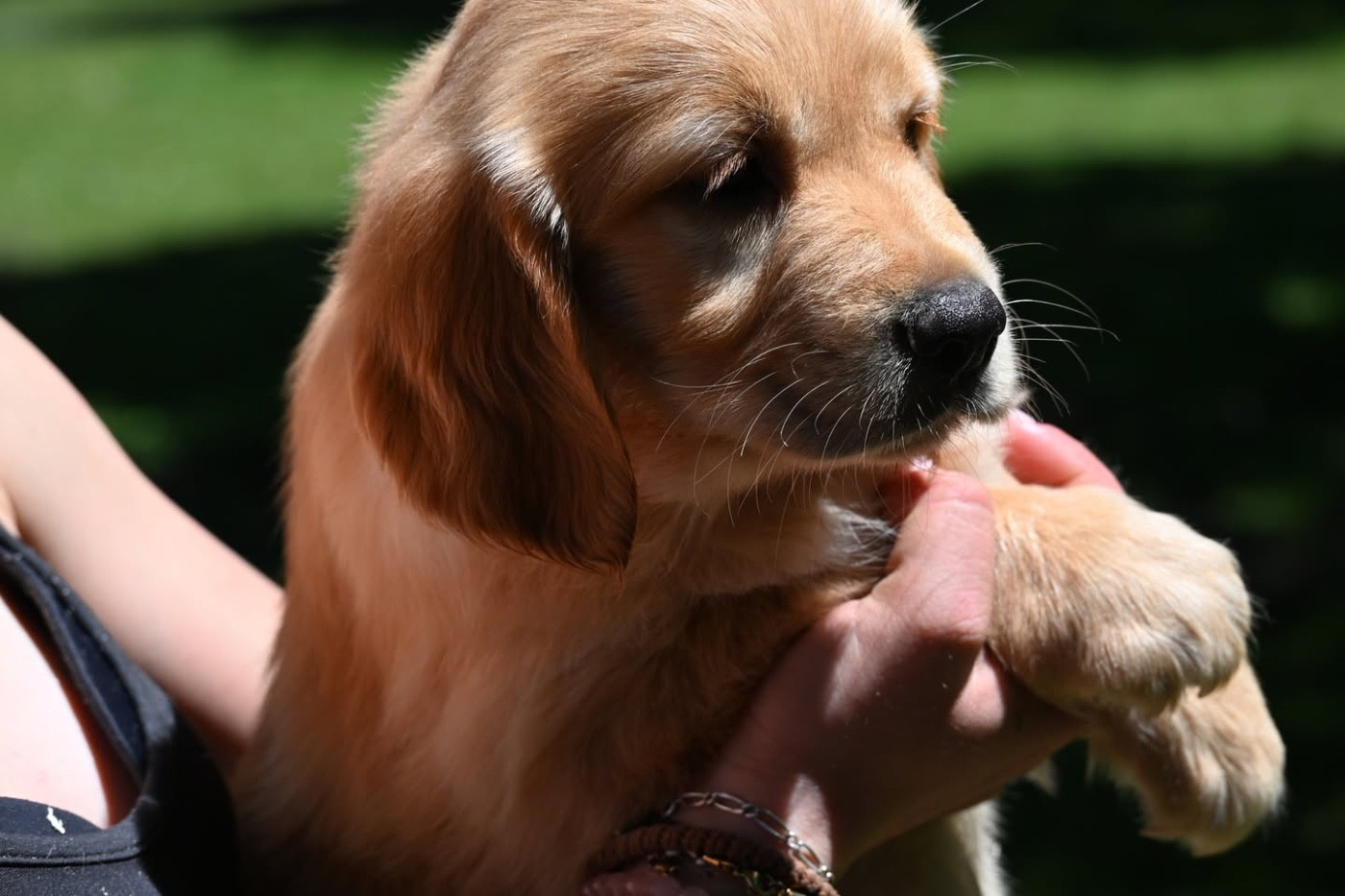 du haut de la Girauderie - Chiots disponibles - Golden Retriever
