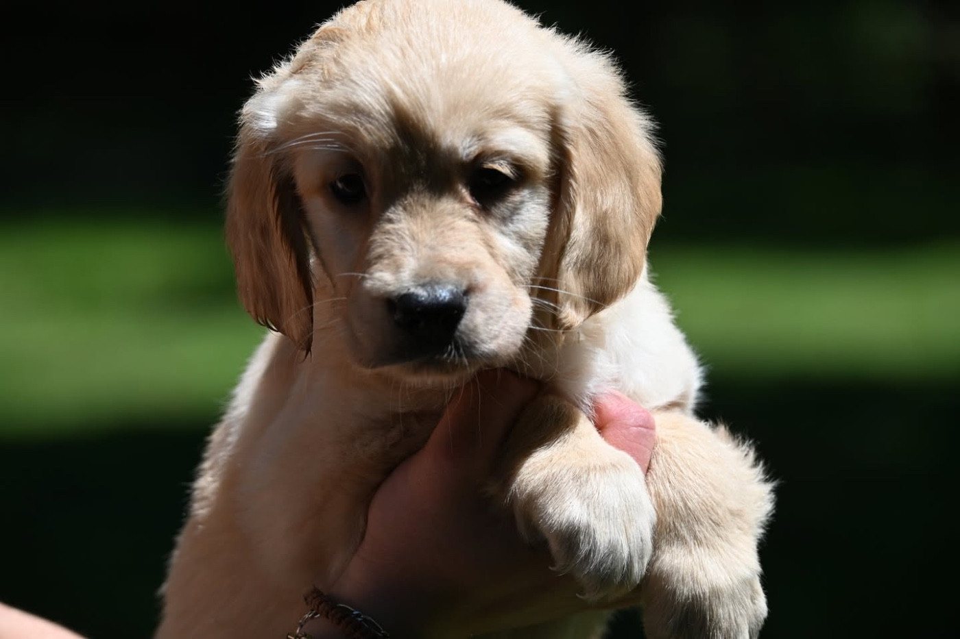 du haut de la Girauderie - Chiots disponibles - Golden Retriever