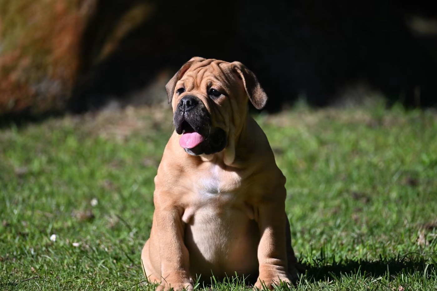 du haut de la Girauderie - Chiots disponibles - Bulldog continental