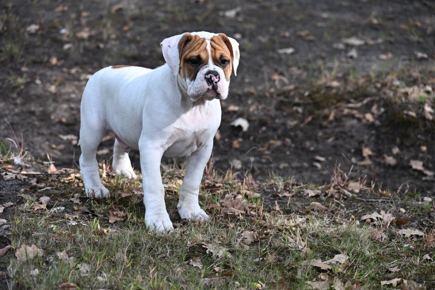 du haut de la Girauderie - Chiots disponibles - Bulldog continental