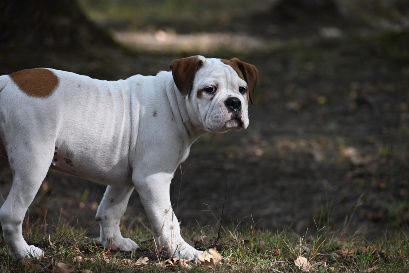 du haut de la Girauderie - Chiots disponibles - Bulldog continental