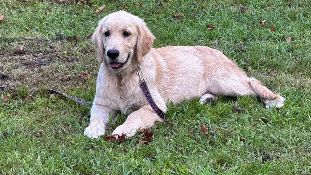 du haut de la Girauderie - Chiots disponibles - Golden Retriever