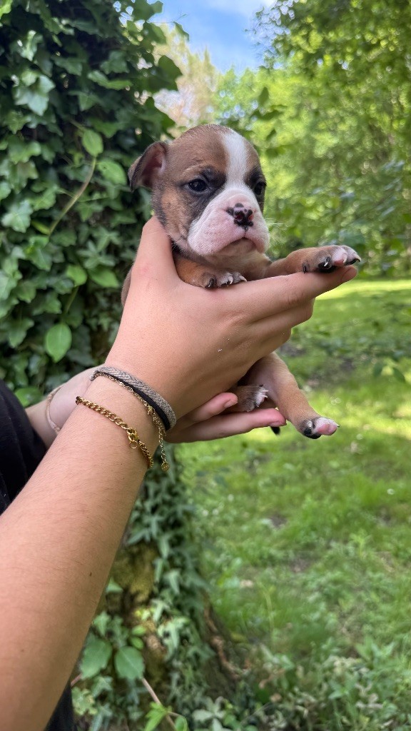 du haut de la Girauderie - Chiots disponibles - Bulldog continental