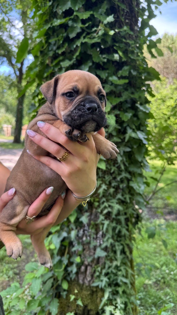 du haut de la Girauderie - Chiots disponibles - Bulldog continental