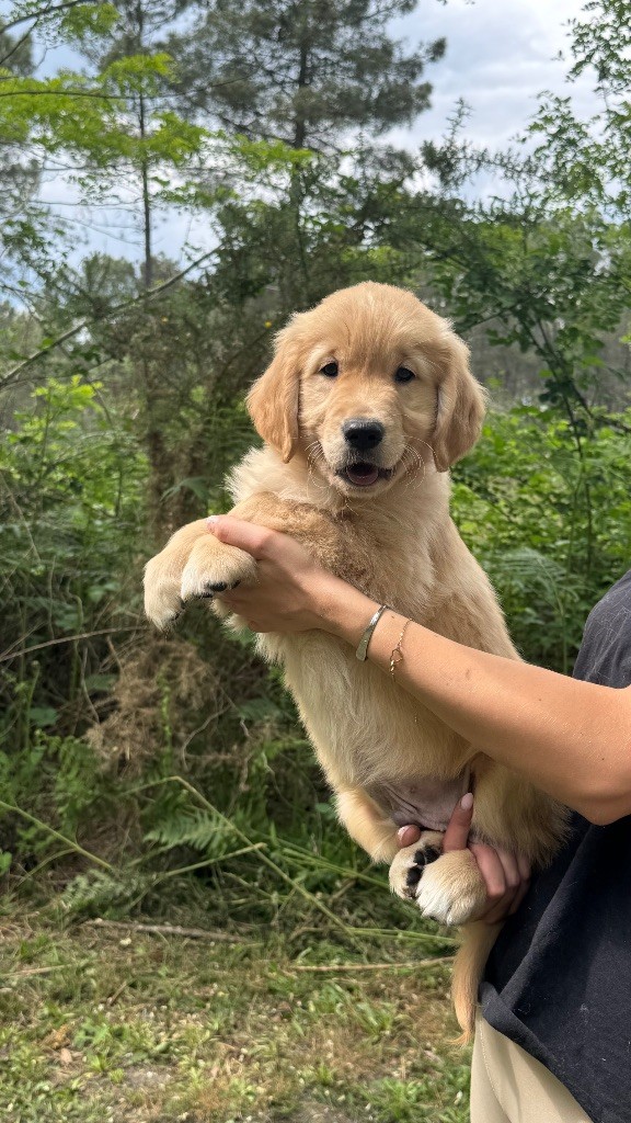 du haut de la Girauderie - Chiots disponibles - Golden Retriever