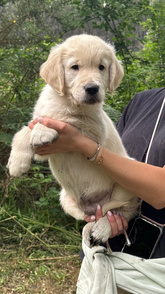 du haut de la Girauderie - Chiots disponibles - Golden Retriever