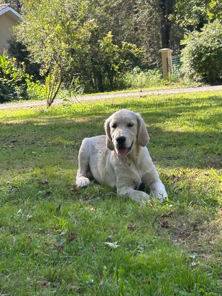 du haut de la Girauderie - Chiots disponibles - Golden Retriever