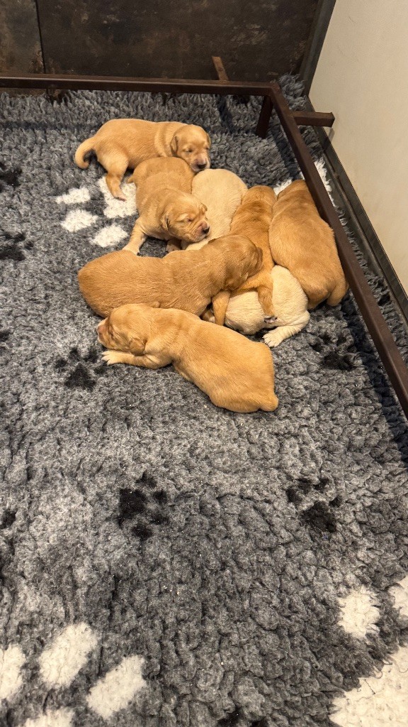 Chiot Golden Retriever du haut de la Girauderie