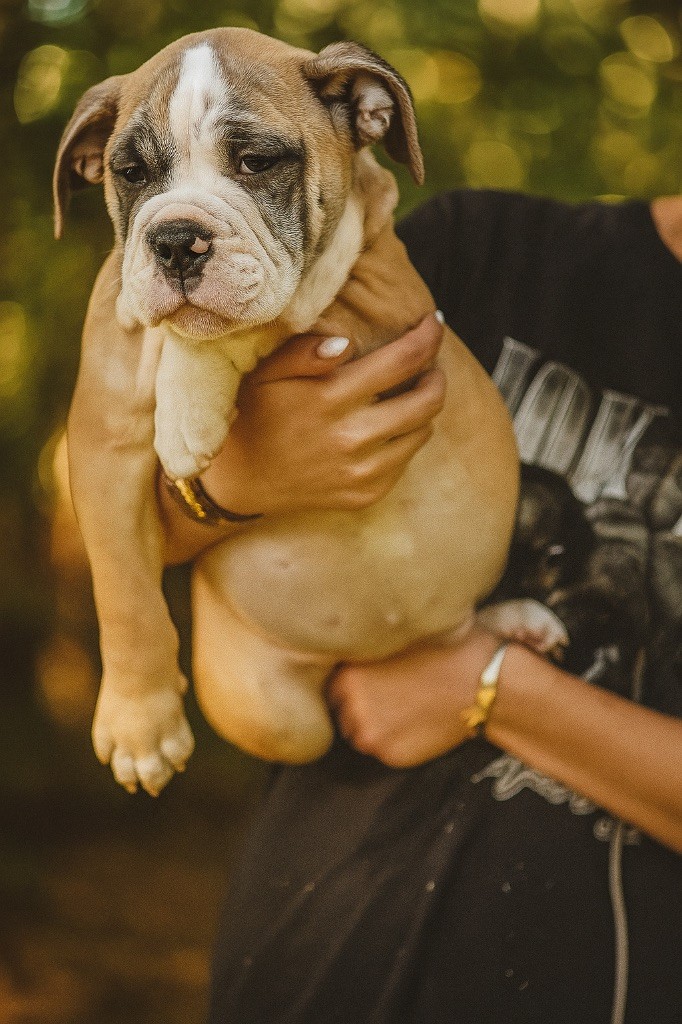 du haut de la Girauderie - Chiots disponibles - Bulldog continental
