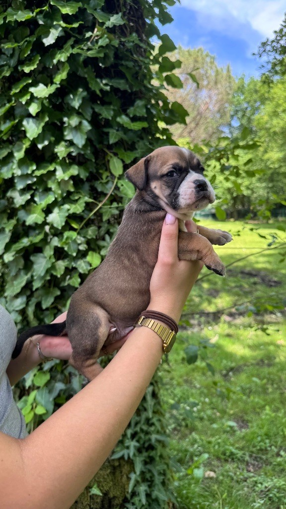 du haut de la Girauderie - Chiots disponibles - Bulldog continental