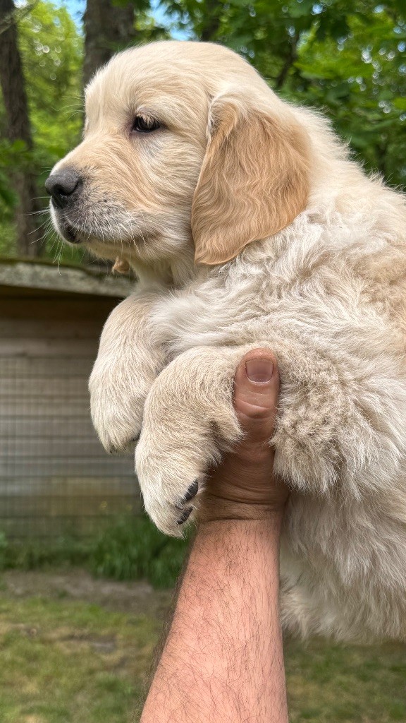 du haut de la Girauderie - Chiots disponibles - Golden Retriever
