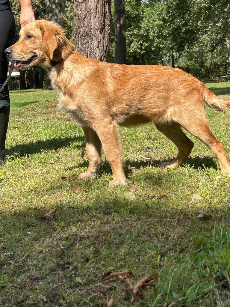 du haut de la Girauderie - Chiots disponibles - Golden Retriever