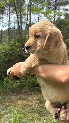 CHIOT 7