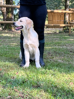 CHIOT 6