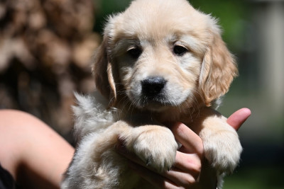 Chiot N°11