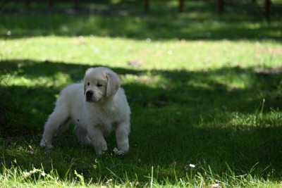 Chiot N°2