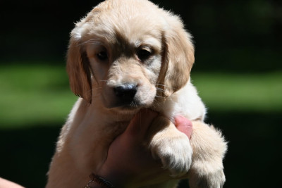Chiot N°8