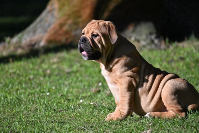 CHIOT 7