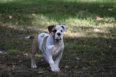 Chiot N°6